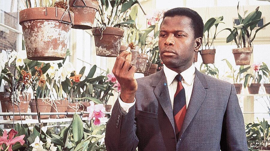 Sidney Poitier, gekleidet in einem eleganten Anzug, begutachtet in einem Gewächshaus eine Pflanze - Szenenbild aus dem Film In der Hitze der Nacht