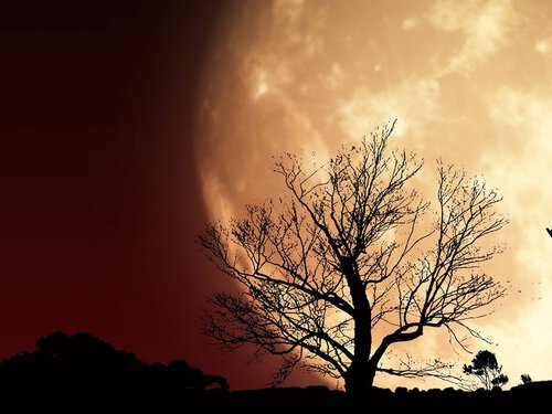 zwei Bäume nachts vor riesigem Mond