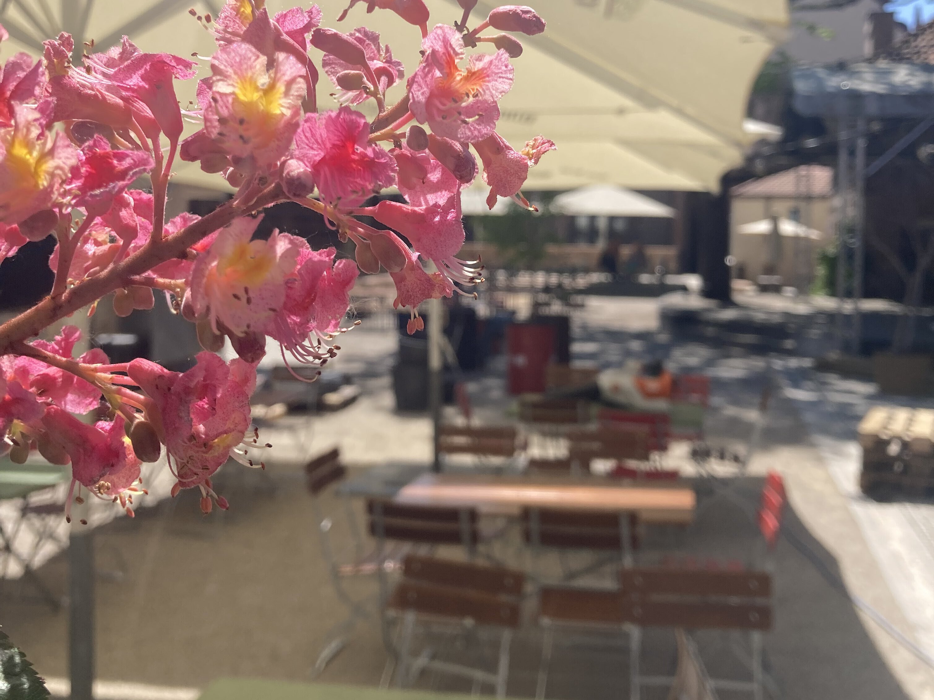Einblick in den Kulturgarten, Sitzgruppe mit Sonnenschirm und blühendem Baum