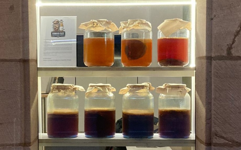 Mehrere Gläser mit gezüchteten Kombucha-Pilz-Getränken